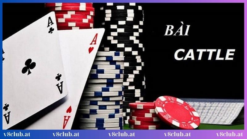 Game bài Catte những giây phút đặt cược thú vị